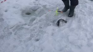 поимка форели на жерлицу