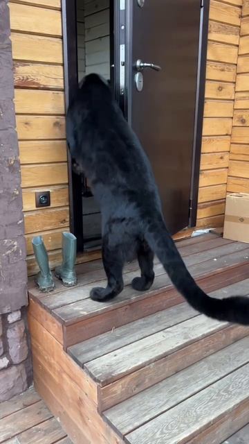 Дома смотреть онлайн