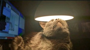 посмотрим мою комнату и гостиную