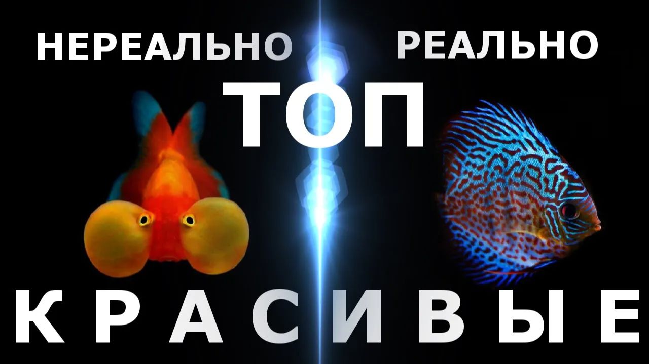 ТОП 60 самых красивых аквариумных рыбок! смотреть онлайн