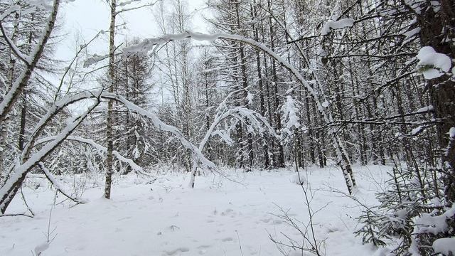 Заснеженный лес. ч.17. Январь 2026