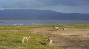 Africa - Scenic Relaxation Film With Calming Music