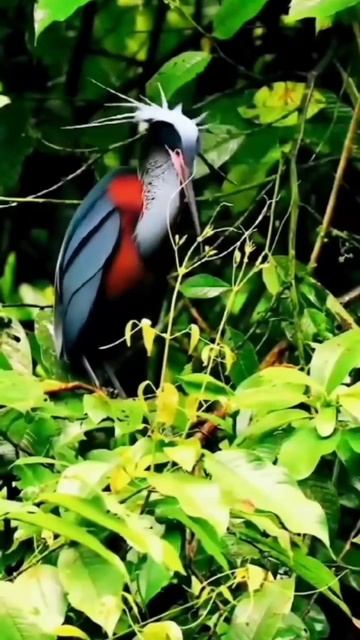 Прихорашивающаяся цапля-агами