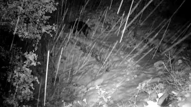 Видео фото ловушки смотреть онлайн