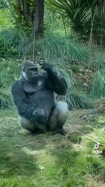 Гориллы во многом похожи на людей