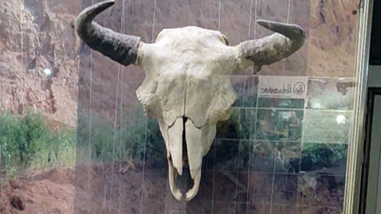 Череп древнего животного смотреть онлайн