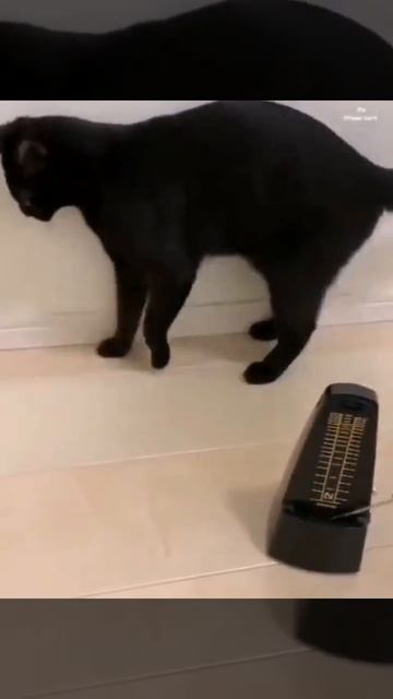 Чёлк полк смотреть онлайн