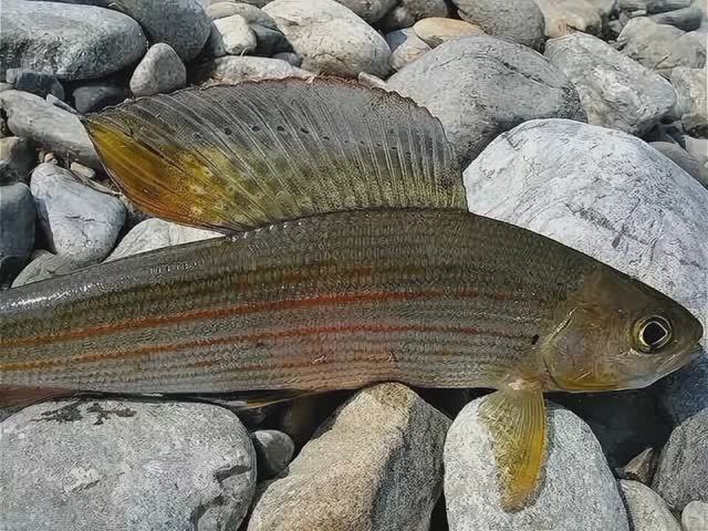 Любимая рыбалочка! смотреть онлайн