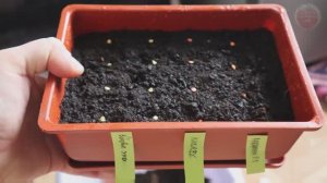 Когда сажать сладкий перец на рассаду? Ориентируемся по регионам.