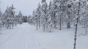 Зимний лес,17.01.26.