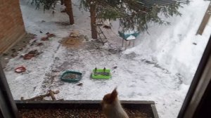 белки и птицы в мороз