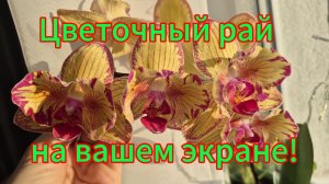 Цветение орхидей зимой!Часть2. Уютный уголок на стеллаже!