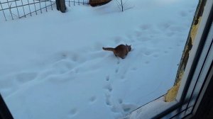 Покупочки, готовка
Сделали аппарат
Закончил муж зашивать потолок 
Заходил Граф в гости🤗