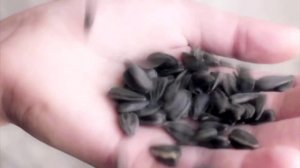 У БАБЫ ЗИНЫ