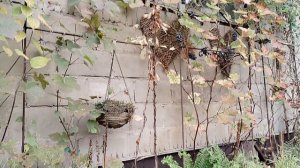 Морозники зацвели в октябре 2025. Наш сад.