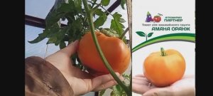 томаты 2025 сентябрь.