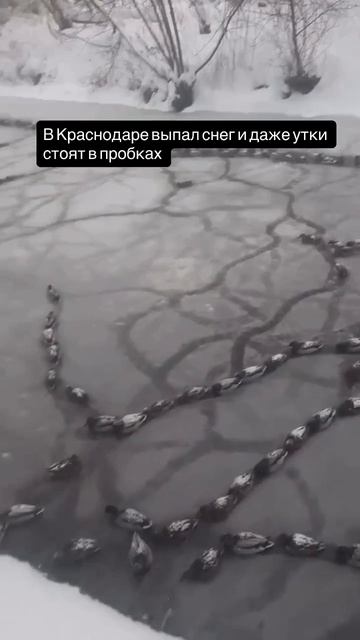 В Краснодаре выпал снег и теперь даже утки стоят в пробках. В мире животных те же проблемы смотреть онлайн