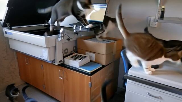 Коты внутри прибора