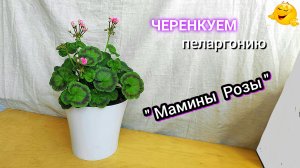 Пеларгония. Черенкование в январе.