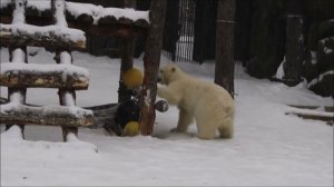 Белка расправилась с ластой нерпы и пошла играть с шарами, а Стрелка ходит по дну бассейна 12.01.26