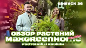 Комнатные/горшечные растения и букеты в Казани. Выпуск 36