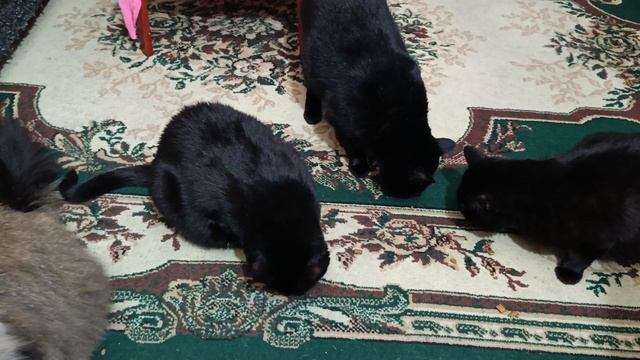 Забавные кошки смотреть онлайн