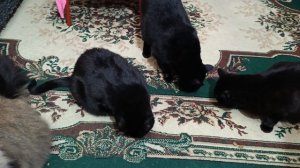 Забавные кошки