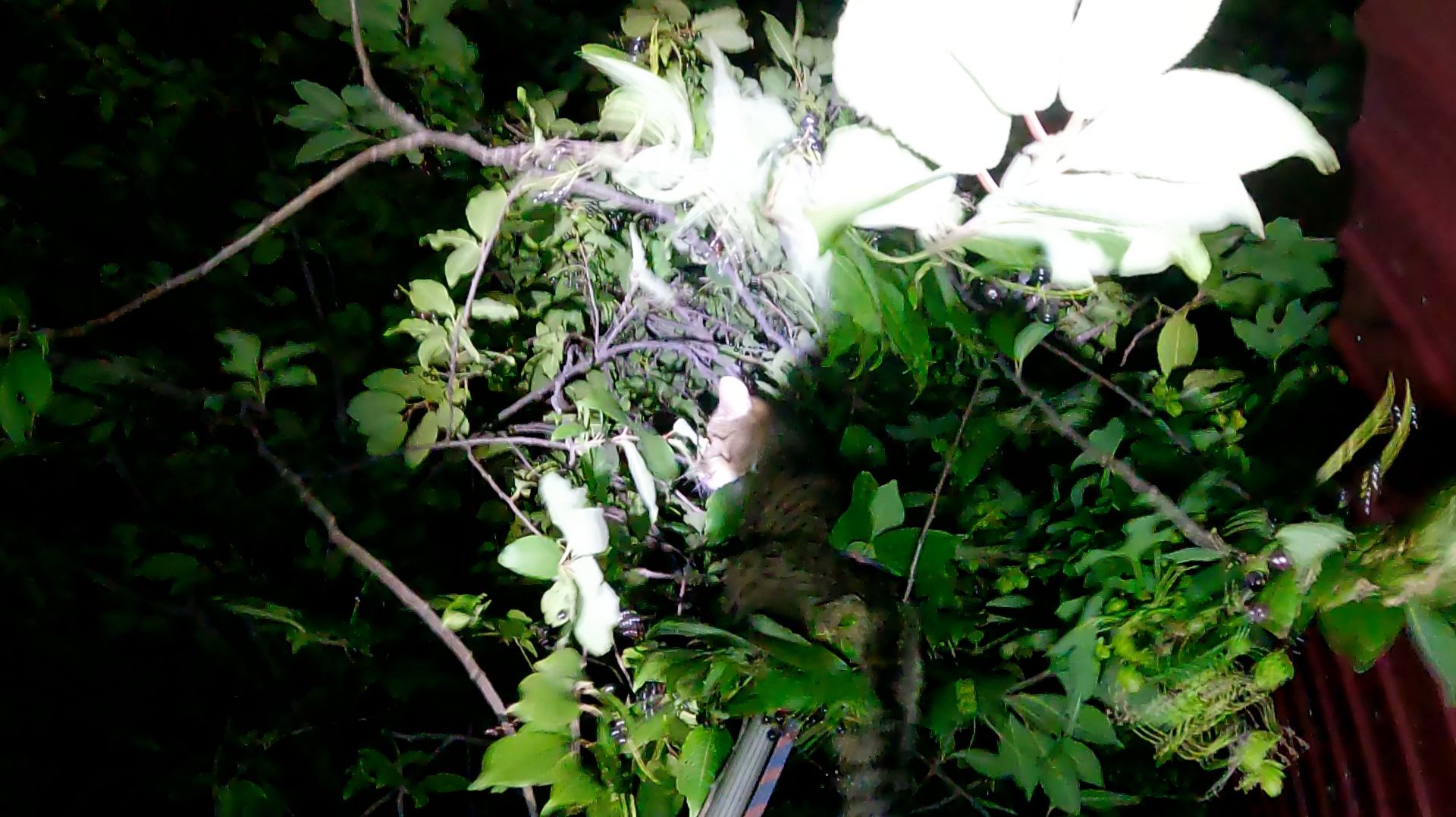 Тигра черёмуховый смотреть онлайн