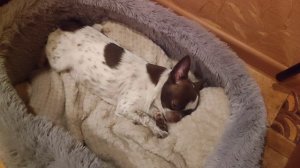 Чихуахуа Буся — собачка мамы нежно  засыпает