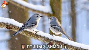 Птицы зимой в лесу 🐦🦉🦅 видео для отдыха душой 🌲(25)