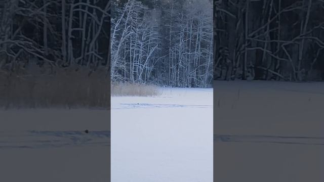 Зимняя рыбалка в Ленинградской области №1 озеро Анохинское. Рыбалка на жерлицы. смотреть онлайн