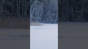 Зимняя рыбалка в Ленинградской области №1 озеро Анохинское. Рыбалка на жерлицы.