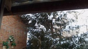 дружные питомцы