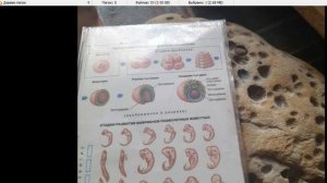 как появились нейроны