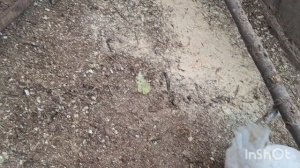 Сибирские морозы. Куры в теплице.