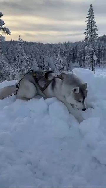 Собака чувствует себя прекрасно. смотреть онлайн