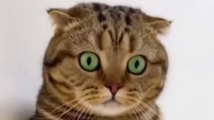 Варианты проб на роль Ошалевшего Кота [ai]