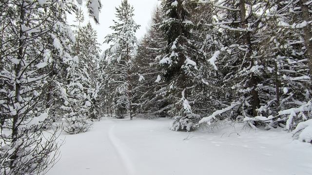 Заснеженный лес. ч.19. Январь 2026