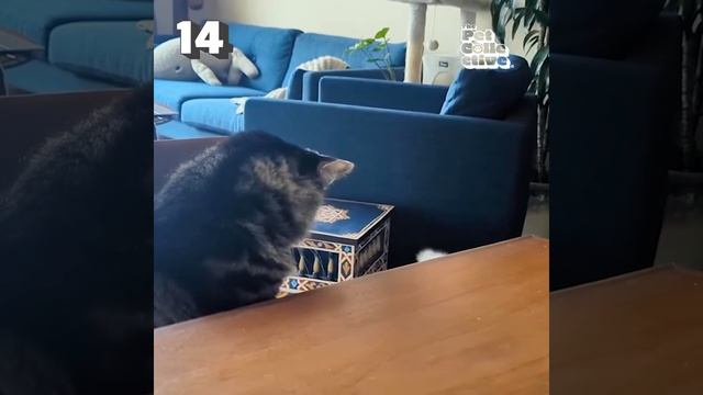 Звери смотреть онлайн