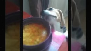 Папин суп пока его нет