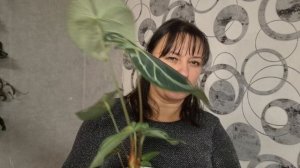 Обзор Антуриумов🥰17-01-2026