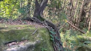 Кудепстинский дендропарк. Гора Овсяникова