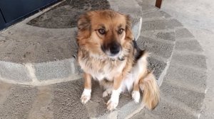 .Симбуля и Люся