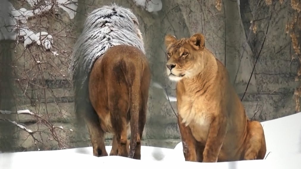 Льва Ричарда засыпает снегом и Найти пришла поддержать его. смотреть онлайн