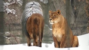 Льва Ричарда засыпает снегом и Найти пришла поддержать его.