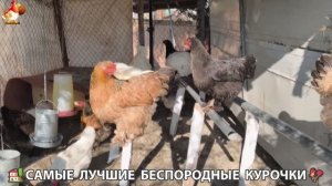 Цыплята и Курочки селяночки лучшие беспородные несушки 🥚 (425)