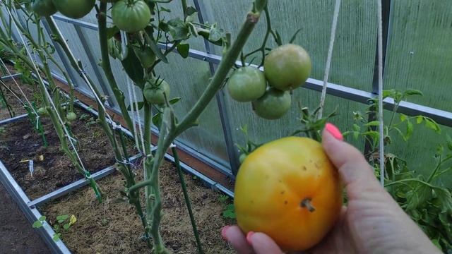 60-ДАЧА .Холод собачий😅помидоры надо собирать.. 1 часть(04.09.-05.09.21.) смотреть онлайн