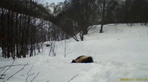 Фотоловушка сняла купание росомахи в снегу на Камчатке