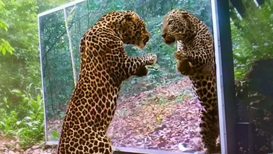 Животные Впервые Увидели Себя в Зеркале)