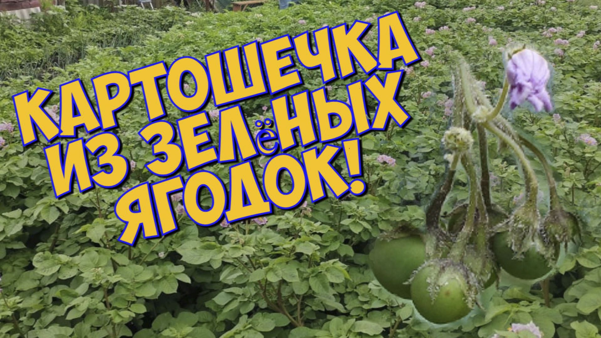 Картофель из семян зелёных ягодок. смотреть онлайн